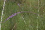 Fewflower blazing star